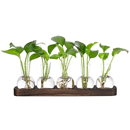 YIBOT Plant Propagation Stations,Glass Propagation Vases for Plants Terrarium with Wooden Tray Plant Lover Gifts for Propagating Hydroponic Plants Home Office Decor(5 Vase) - Image 1