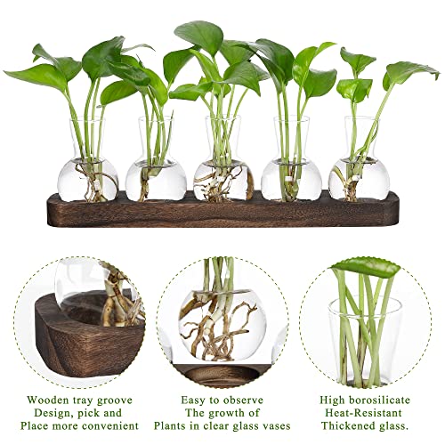 YIBOT Plant Propagation Stations,Glass Propagation Vases for Plants Terrarium with Wooden Tray Plant Lover Gifts for Propagating Hydroponic Plants Home Office Decor(5 Vase) - Image 3