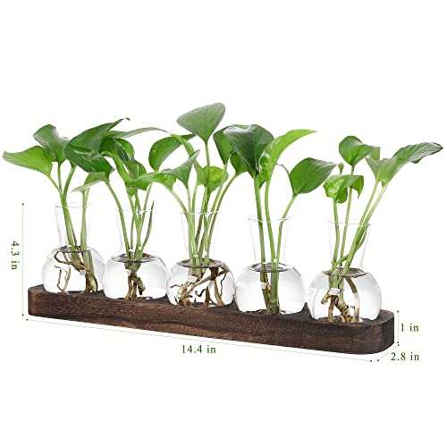 YIBOT Plant Propagation Stations,Glass Propagation Vases for Plants Terrarium with Wooden Tray Plant Lover Gifts for Propagating Hydroponic Plants Home Office Decor(5 Vase) - Image 2