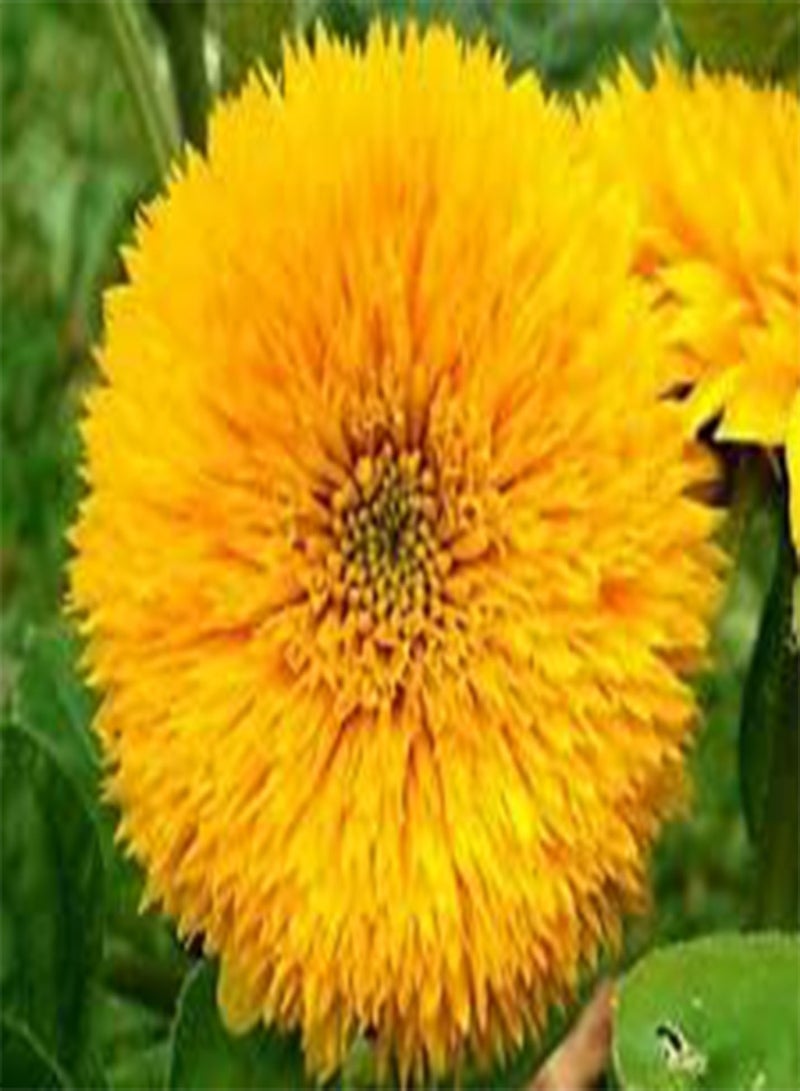 GGOOT Sunflower Teddy Bear Helianthus Annuus - 100 Bulk (PKD) Seeds