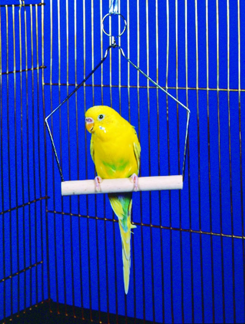 Penn Plax Penn-Plax Bird-Life Bird Swing for Cage | Natural Perch Stand | for Parakeets, Cockatiels, Lovebirds, Conures, and Small Sized Birds | 4” Inch Swing - Image 2