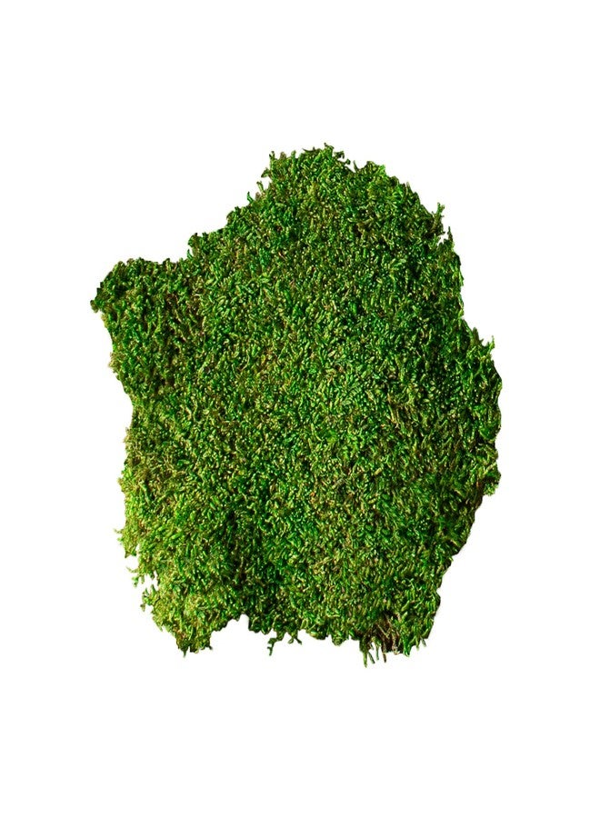 Galapagos Galápagos (05350) Humid Environment Terrarium Kit – Essential Moss Accessories for Dart Frogs, Iguanas, Chameleons & Reptile Tanks - Image 3