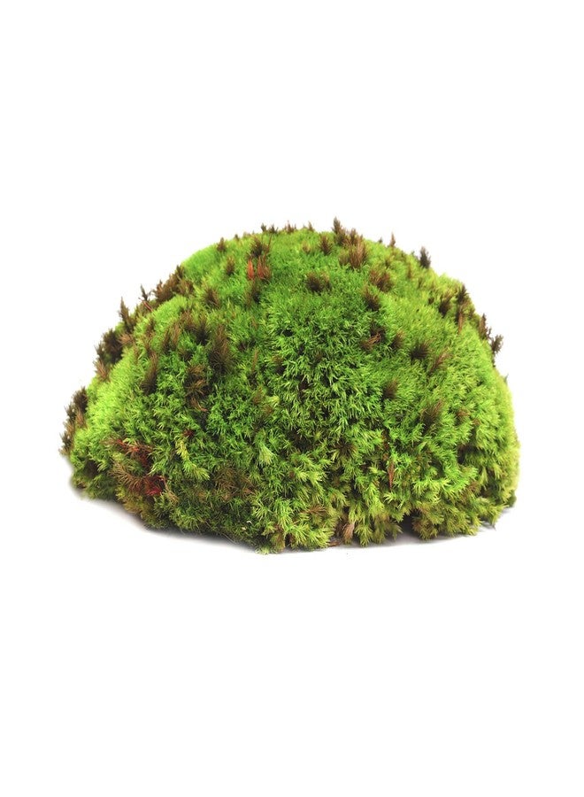 Galapagos Galápagos (05350) Humid Environment Terrarium Kit – Essential Moss Accessories for Dart Frogs, Iguanas, Chameleons & Reptile Tanks - Image 2
