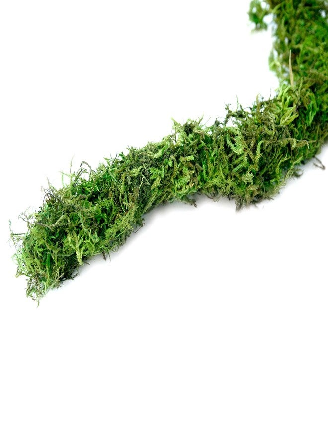 Galapagos Galápagos (05350) Humid Environment Terrarium Kit – Essential Moss Accessories for Dart Frogs, Iguanas, Chameleons & Reptile Tanks - Image 4