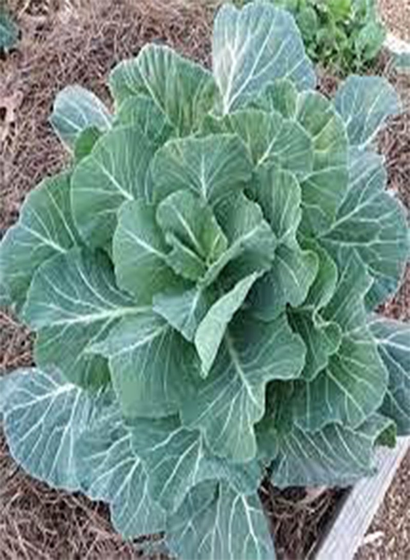 GGOOT seeds 100pcs Flowering Cabbage Vegetable seeds