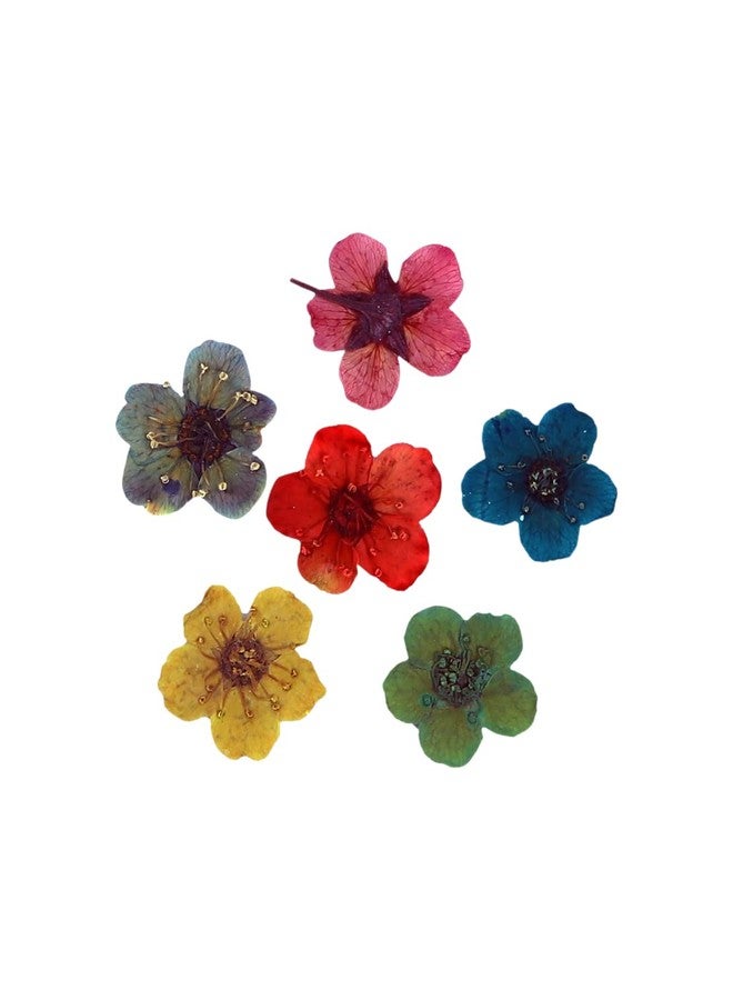 Sunil Bajaj, Nail Art Natural Dried Flowers (6 X 10 PCS) - Image 2