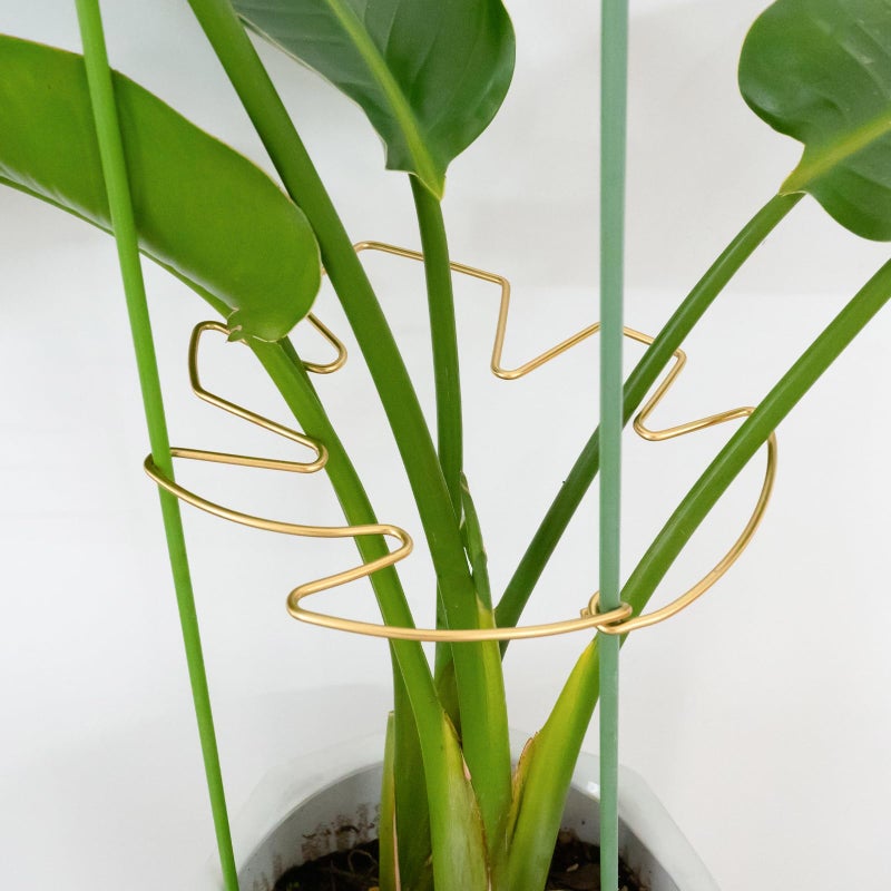 Goooxim Monstera Plant Support Stem Stabilizer 9 * 7.6 inches- Durable Leaf Holder & Adjustable Stake for Fishbone Cactus, Easy to Install Garden Tool for Optimal Growth in Indoor Plants - Image 1