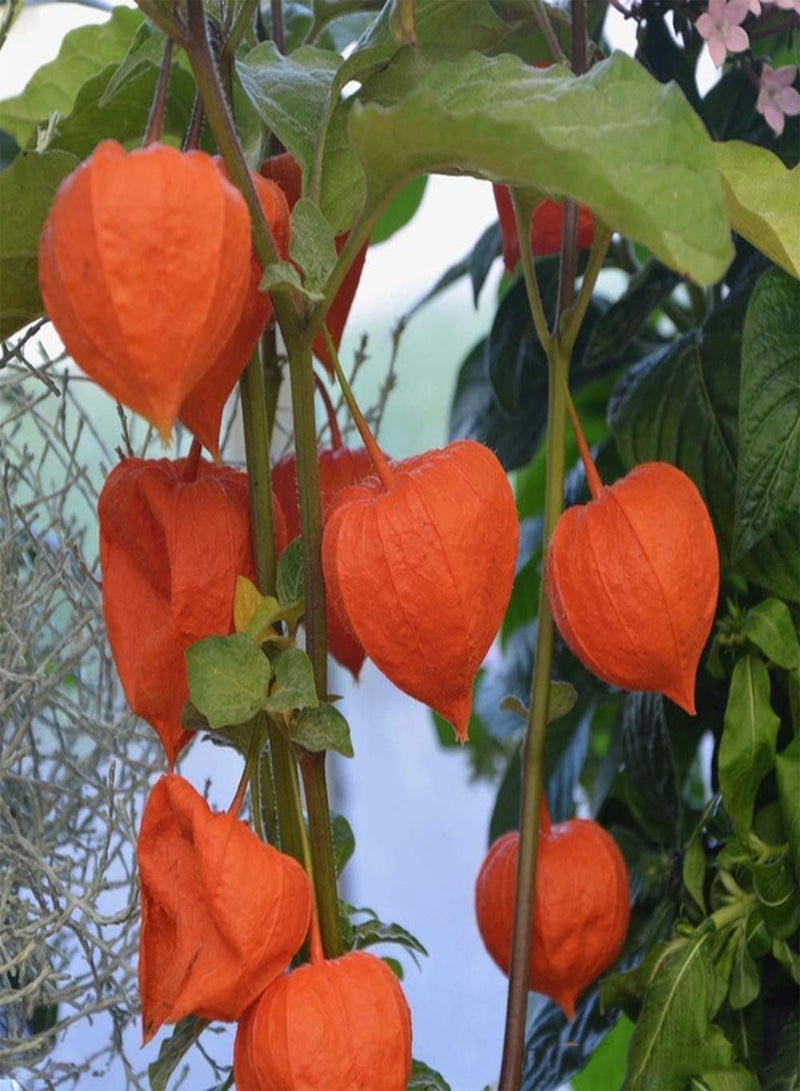 جي جوت 200 قطعة من بذور فيساليس بيروفيانا لزراعة فاكهة عنب الثعلب غير المعدلة وراثيًا في الحديقة، نمو طبيعي، سهل الإدارة، مناسب للمبتدئين - Image 3