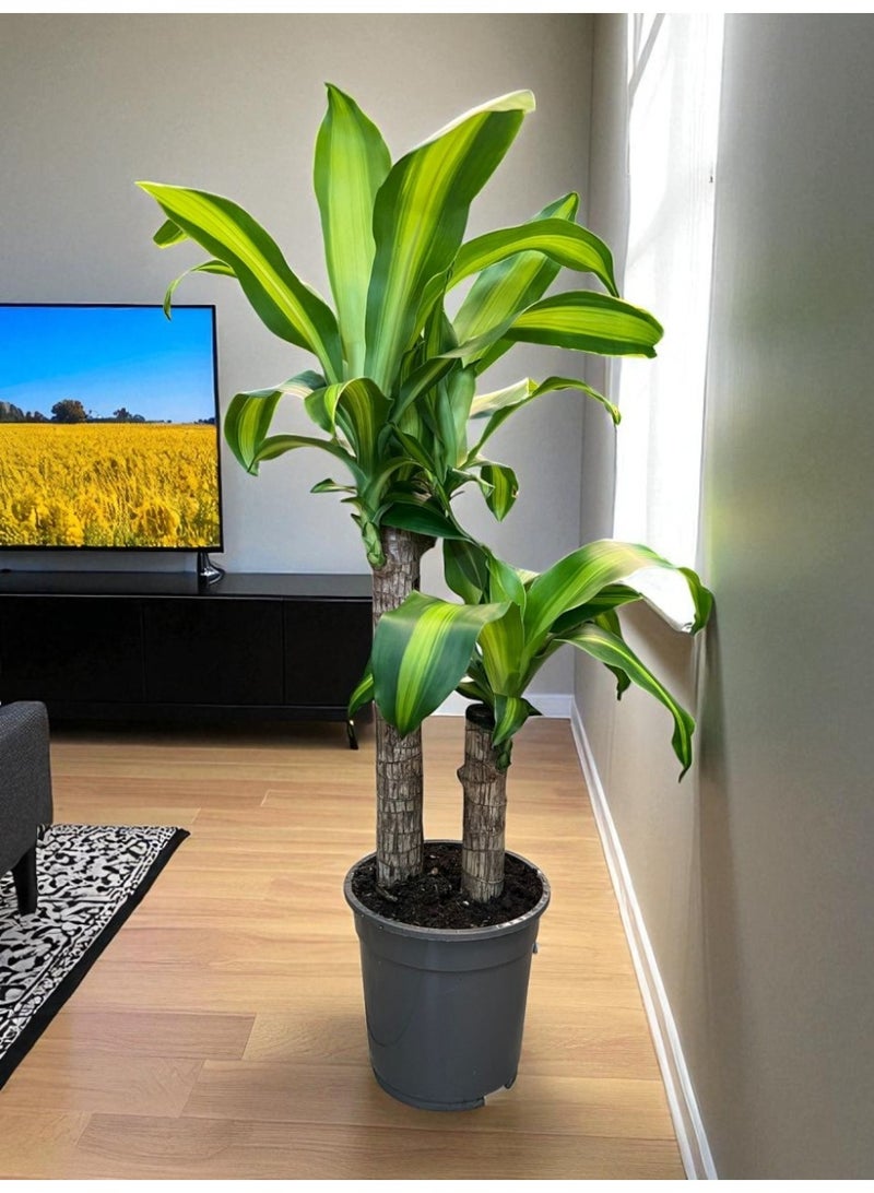 Dracaena Fragrance Indoor Plant  Tall Air Purifying Houseplant with Lush Green Foliage  Low Maintenance Decorative Plant for Home & Office Décor Easy Care Natural Indoor Greenery