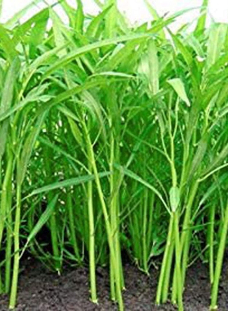 GGOOT 1 Bag Water Spinach Seed Rustic Heat Resistant Nutritious Edible Garden Seeds for Kitchen, Garden and Balcony - Water Spinach Seeds - Image 3