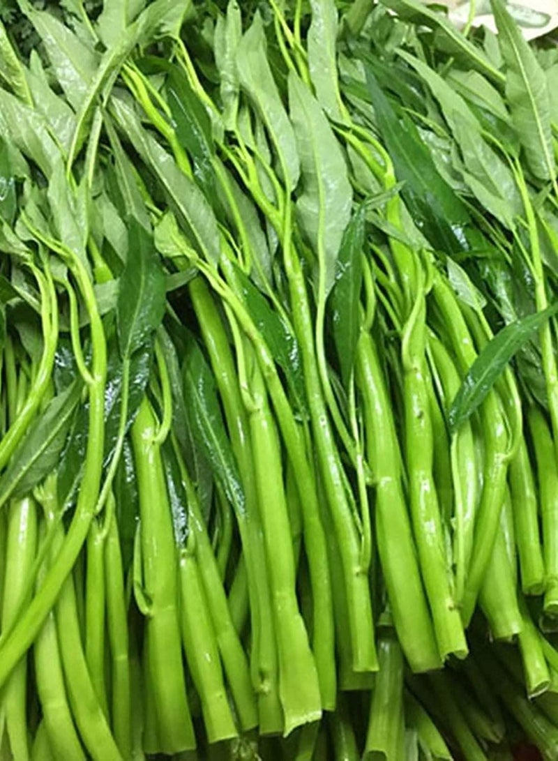GGOOT 1 Bag Water Spinach Seed Rustic Heat Resistant Nutritious Edible Garden Seeds for Kitchen, Garden and Balcony - Water Spinach Seeds - Image 2