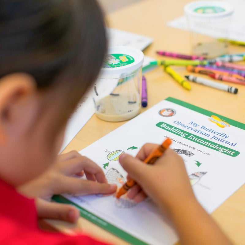 Insect Lore Raise and Release Butterfly Garden Kit â€“ Caterpillar Habitat with redeemable Voucher â€“ STEM-accredited Butterfly Growing Kit for Kids, Classrooms, and Homeschool Learning - Image 3