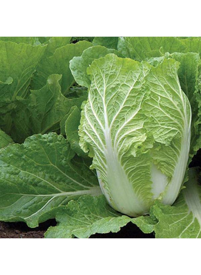 Cabbage Chinese Organic Vegetable Seeds