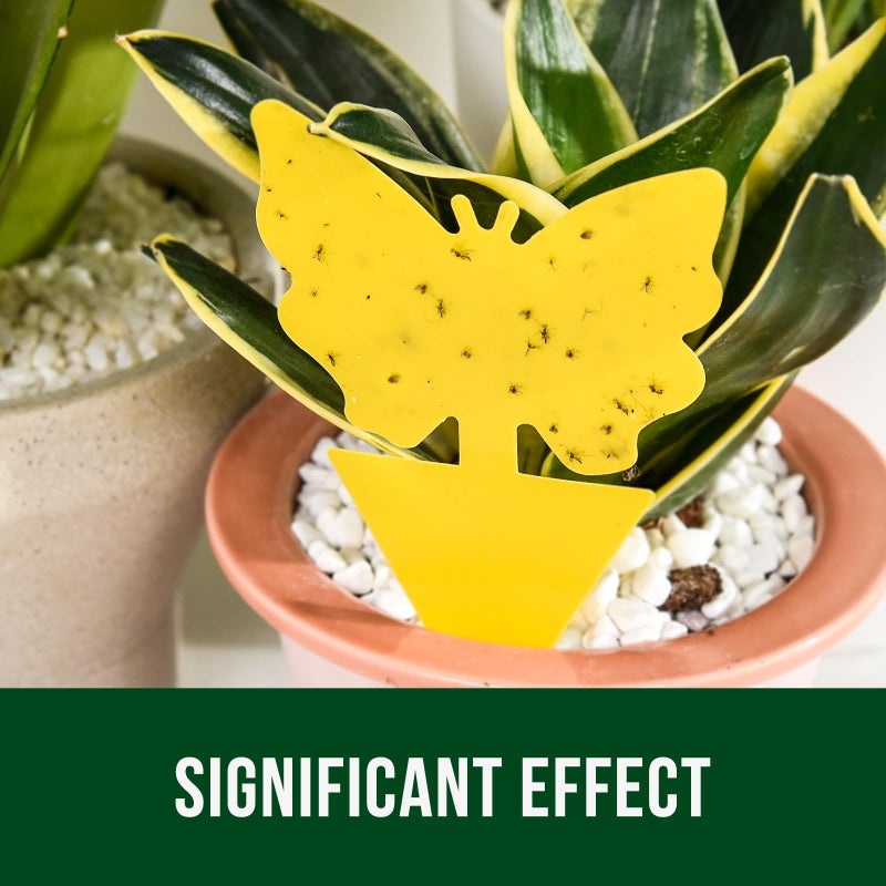 Garsum Fruit Fly Sticky Trap for Indoor and Outdoor, 36 Pack Fungus Gnat Killer for Houseplant,Mosquitos, Flying Insect, White Flies - Image 4
