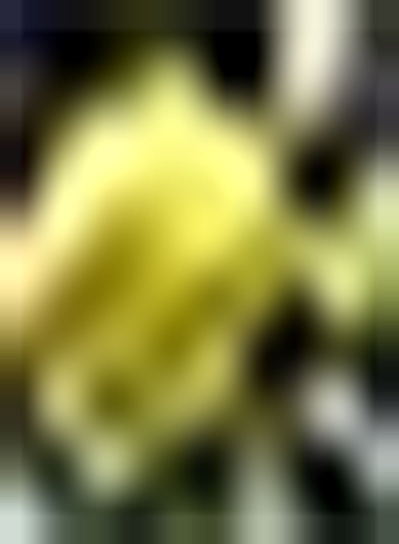 GGOOT 10pcs gele ranonkelbollen vaste Plant geschikt voor buiten in de tuin boterbloem sterk aanpassingsvermogen gemakkelijke kieming geliefd bij tuinliefhebbers - Image 1