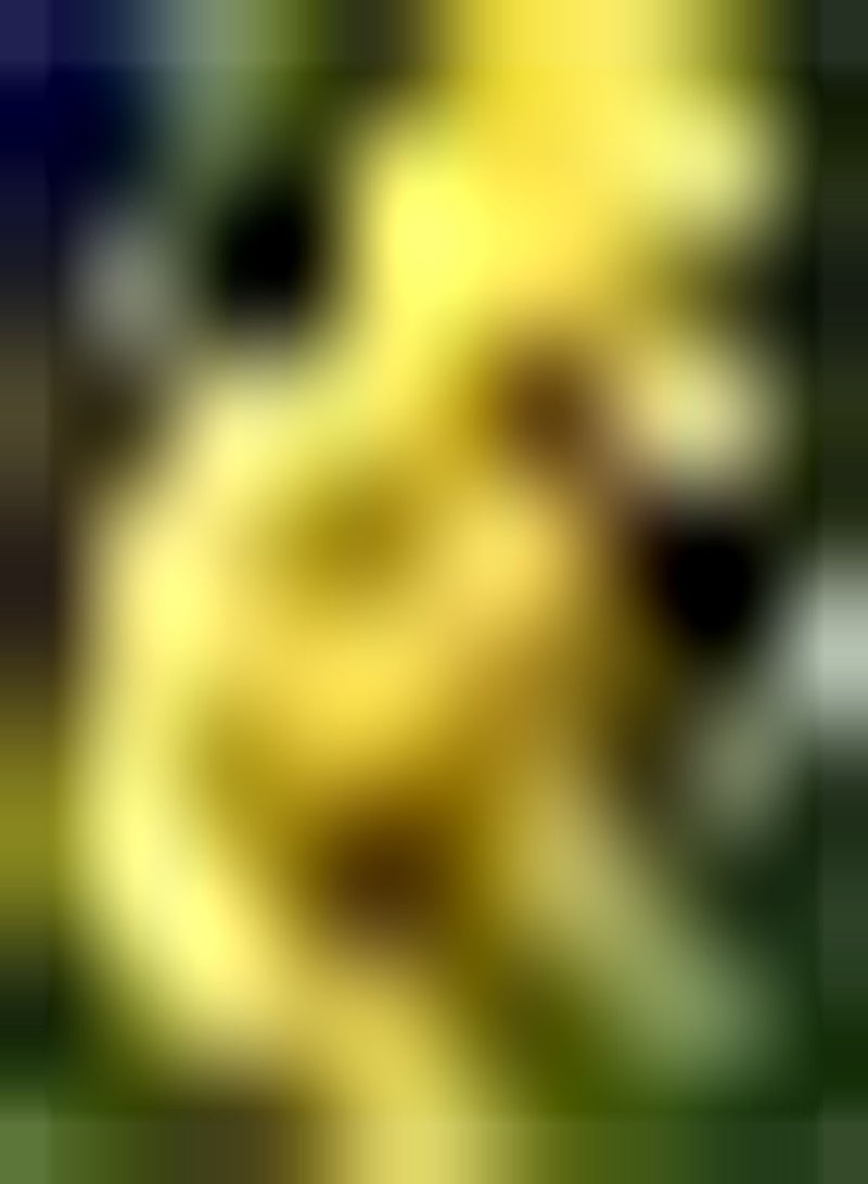 GGOOT 10pcs gele ranonkelbollen vaste Plant geschikt voor buiten in de tuin boterbloem sterk aanpassingsvermogen gemakkelijke kieming geliefd bij tuinliefhebbers - Image 2