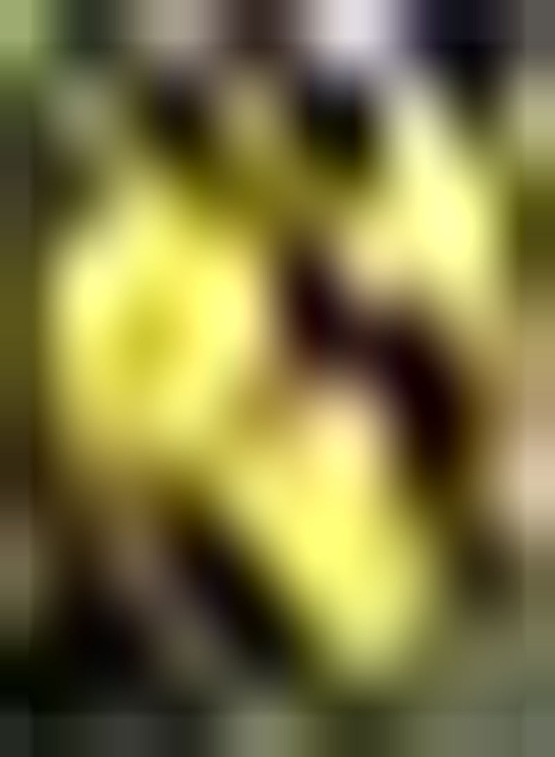 GGOOT 10pcs gele ranonkelbollen vaste Plant geschikt voor buiten in de tuin boterbloem sterk aanpassingsvermogen gemakkelijke kieming geliefd bij tuinliefhebbers - Image 3