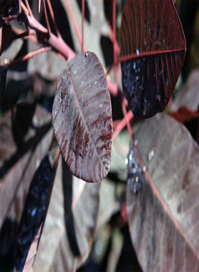 جي جوت شجيرة كوتينوس جريس، شجيرة دخان كوتينوس، شجيرة نفضية قوية، أزهار وردية أرجوانية، سهلة النمو، زهور خارجية خاصة بك، نباتات الحديقة، نبات واحد في وعاء سعة 3 لترات، بالبذور - Image 5