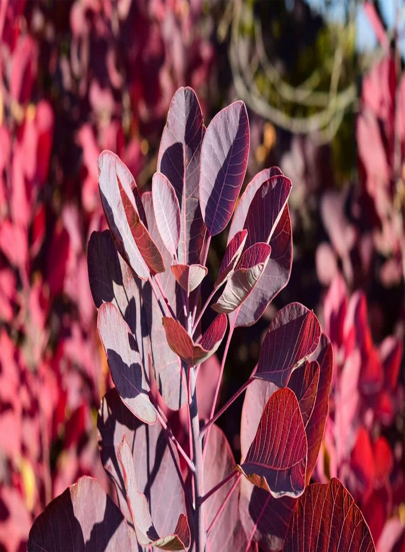 جي جوت شجيرة كوتينوس جريس، شجيرة دخان كوتينوس، شجيرة نفضية قوية، أزهار وردية أرجوانية، سهلة النمو، زهور خارجية خاصة بك، نباتات الحديقة، نبات واحد في وعاء سعة 3 لترات، بالبذور - Image 1