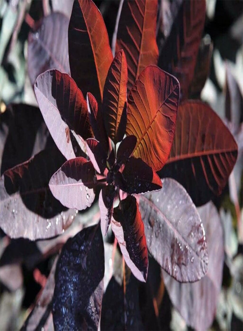 جي جوت شجيرة كوتينوس جريس، شجيرة دخان كوتينوس، شجيرة نفضية قوية، أزهار وردية أرجوانية، سهلة النمو، زهور خارجية خاصة بك، نباتات الحديقة، نبات واحد في وعاء سعة 3 لترات، بالبذور - Image 2