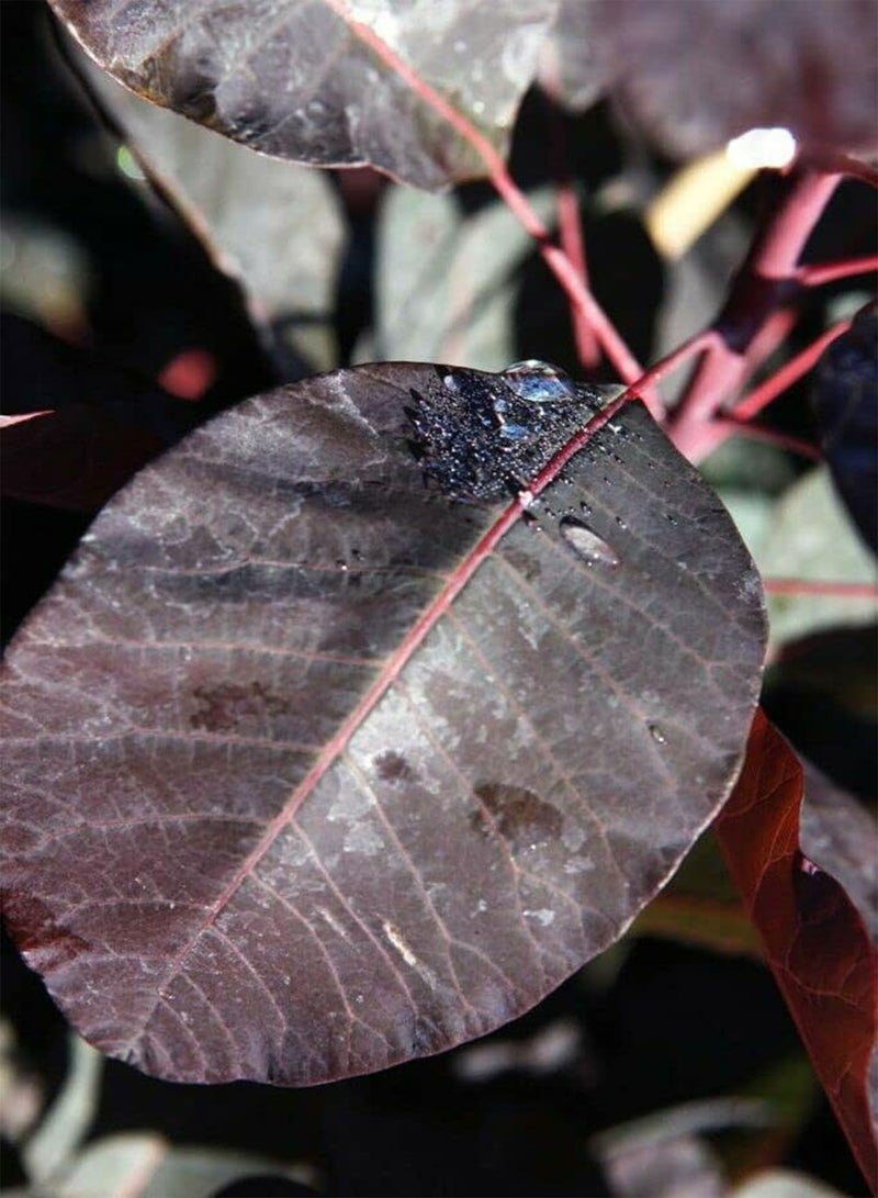 جي جوت شجيرة كوتينوس جريس، شجيرة دخان كوتينوس، شجيرة نفضية قوية، أزهار وردية أرجوانية، سهلة النمو، زهور خارجية خاصة بك، نباتات الحديقة، نبات واحد في وعاء سعة 3 لترات، بالبذور - Image 4