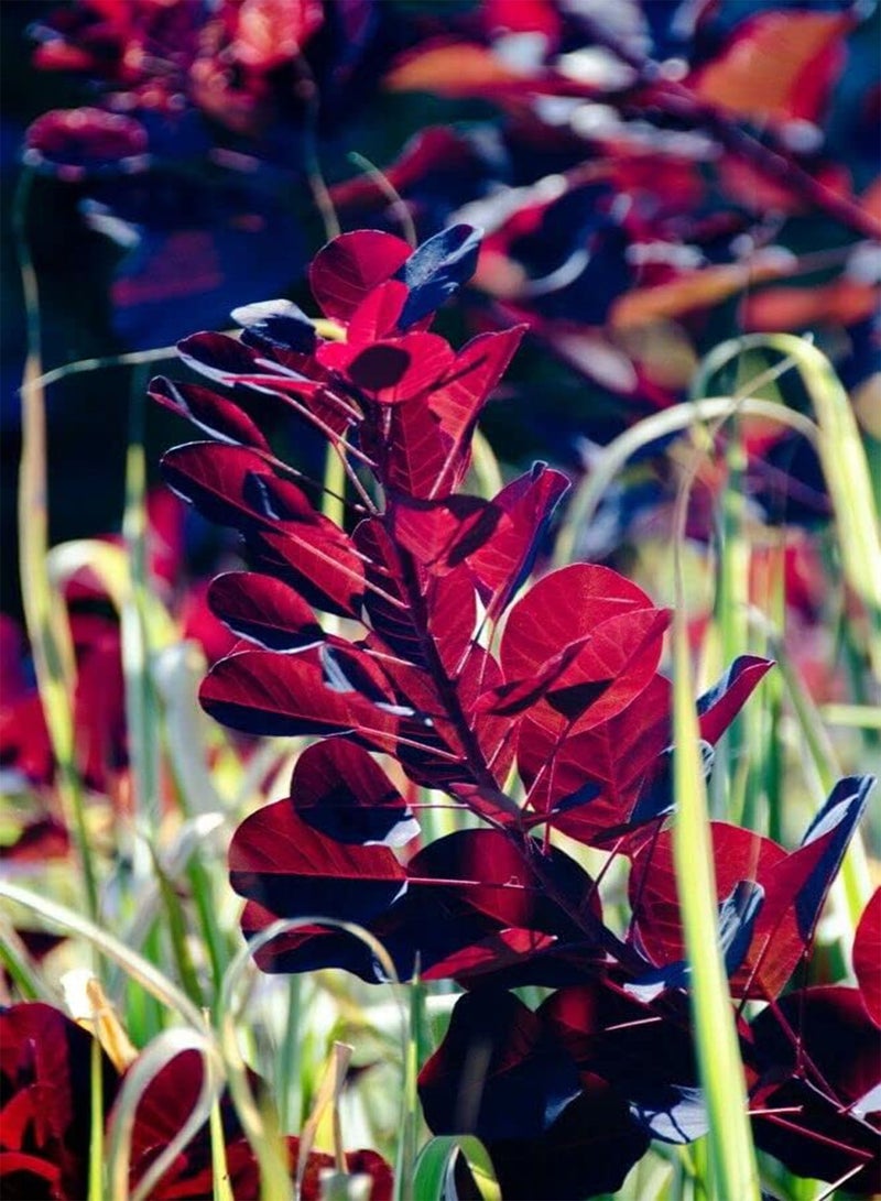 جي جوت شجيرة كوتينوس جريس، شجيرة دخان كوتينوس، شجيرة نفضية قوية، أزهار وردية أرجوانية، سهلة النمو، زهور خارجية خاصة بك، نباتات الحديقة، نبات واحد في وعاء سعة 3 لترات، بالبذور - Image 3