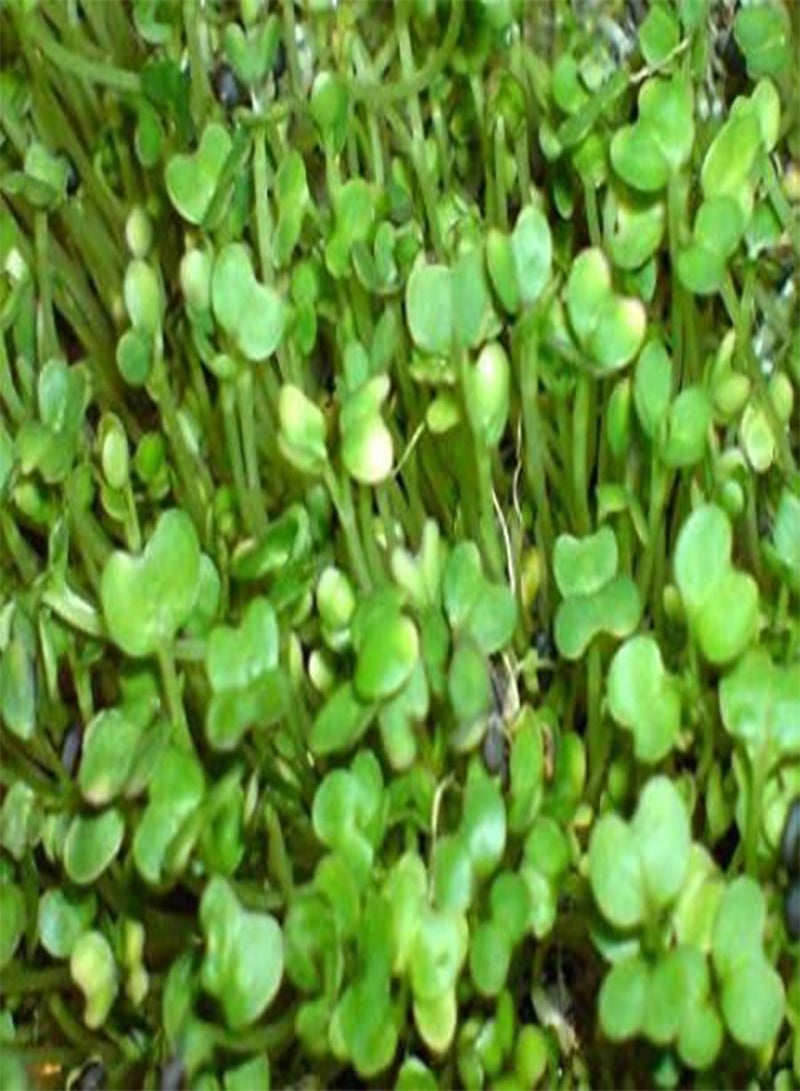 GGOOT Sprouting Salad Rape - Organic/BIO - 400GM Bulk - Image 1