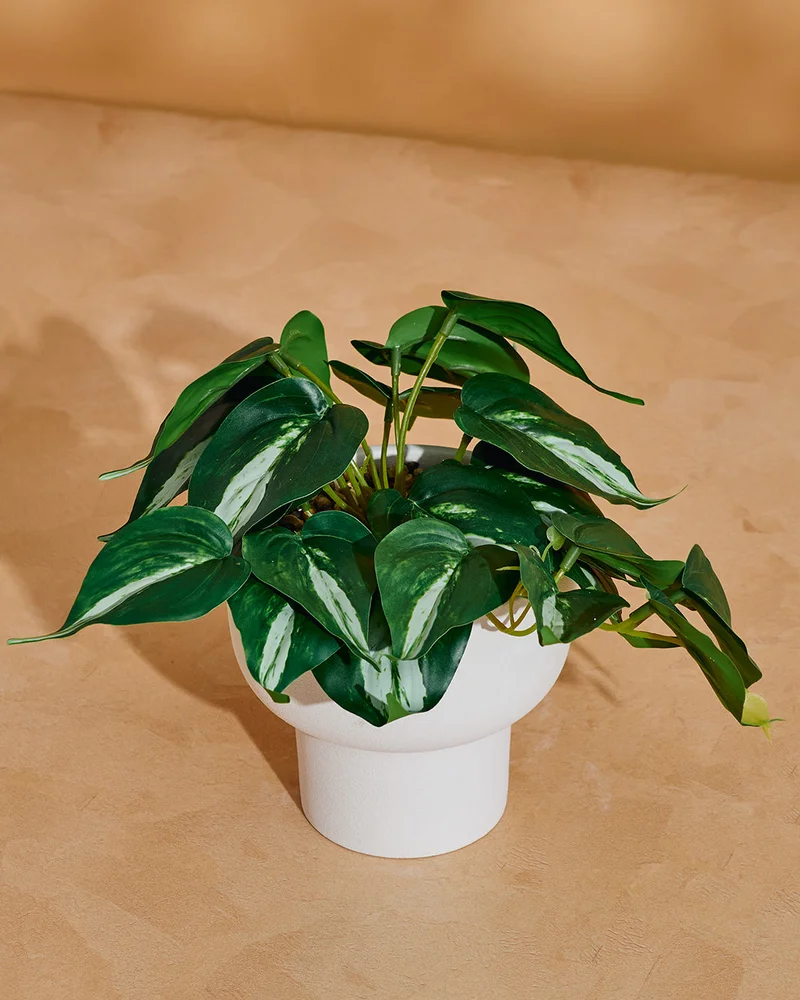 Redtag Green Artificial Trailing Succulent with Planter