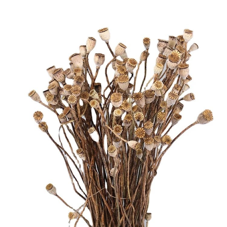 Bluejw Long-Lasting Real Dried Poppy Flower & Fruit – Natural Dried Corn Poppy for Home Decor, Wedding Arrangements, and Dried Plants Bouquets - Image 2