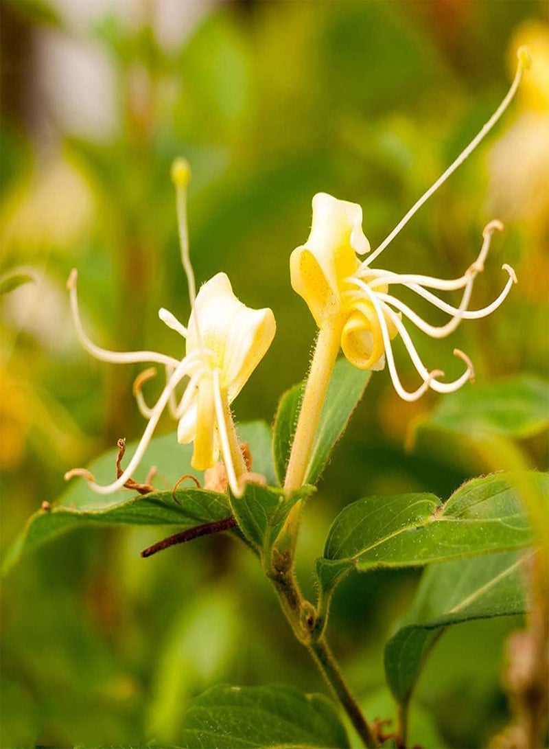 جي جوت 50 قطعة من بذور زهر العسل المعروفة برائحتها الغنية والرقيقة وأزهارها المقطوعة الرائعة وفي فناء الحديقة وتراسها تضيف زهرة معمرة ملونة - Image 2