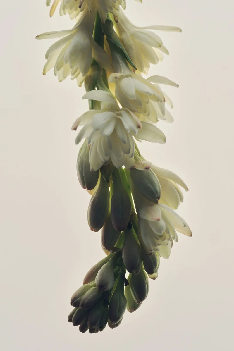 اتش اند ام عطر مخفف Hopeful Romantic