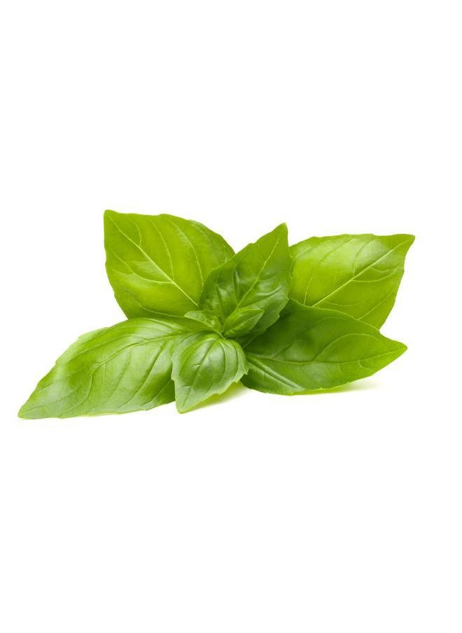 Plant pod 3-pack Lemon Basil - pzsku/Z04AD35347230B323866EZ/45/_/1726753126/b2e5e615-c203-419e-82bd-0bbd37a65810