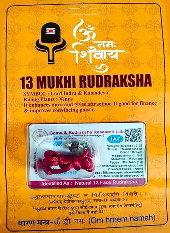 DEVAMA THE DIVINE 13 Mukhi Nepali Rudraksha Thirteen Faced Rudraksha with Lab Test Certificate