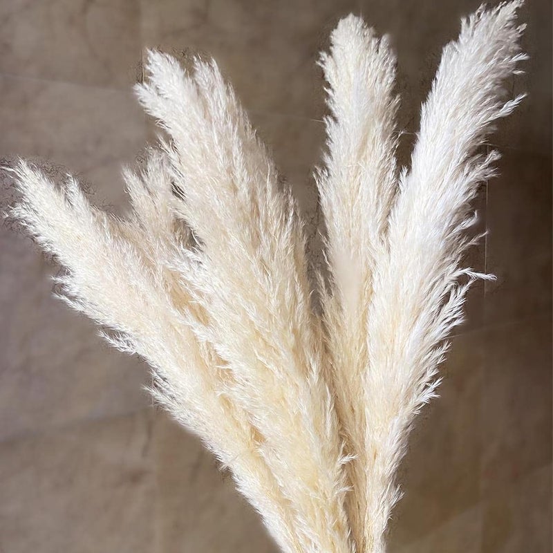 XTORE XTORE Dried 4 Pcs Pampas Grass for Home Decoration Pack of 4 Sticks OffWhite  - Image 1