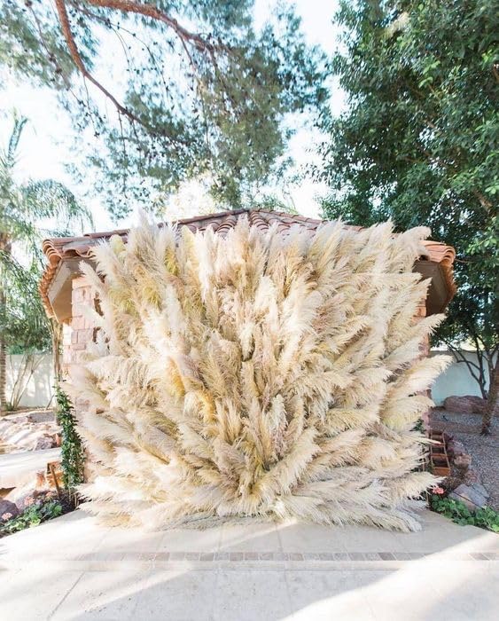 XTORE XTORE Dried 4 Pcs Pampas Grass for Home Decoration Pack of 4 Sticks OffWhite  - Image 5