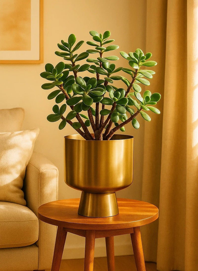 لوفت مييت، وعاء، D17XH22CMS، ذهبي، حديد-196756 - Image 1