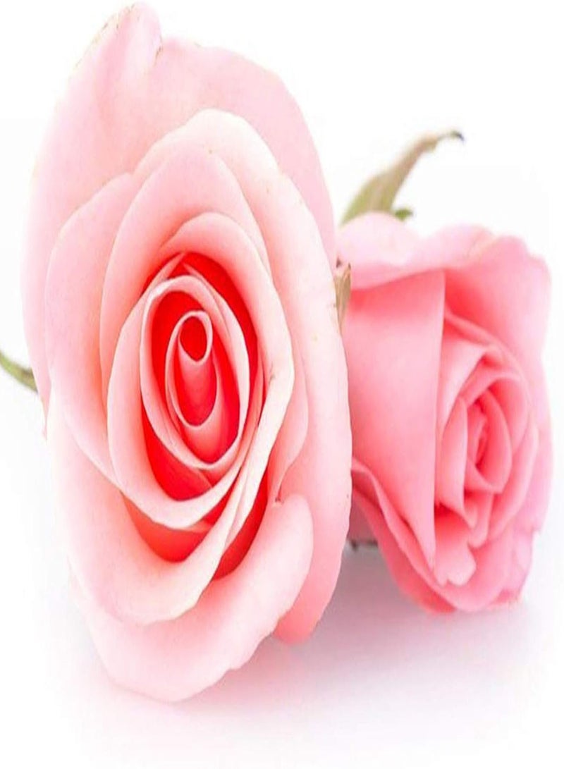 GGOOT Plant Seeds Flower Seeds100Pcs/Bag Rose Seeds Sweet High Germination Rate Multi-Color Perennial Plant Bonsai Rose Flowers Seed for Yard Rose Seeds for - Image 1