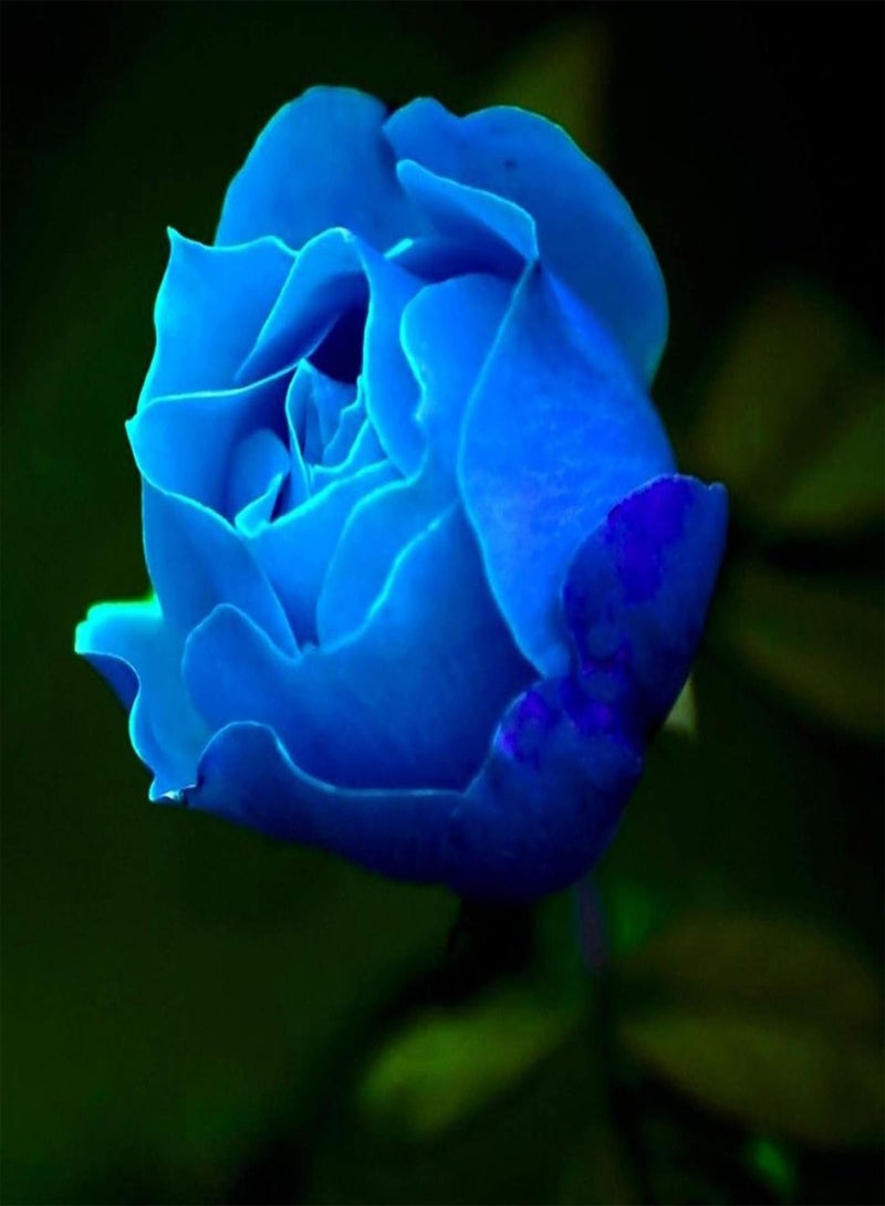 GGOOT Plant Seeds Flower Seeds100Pcs/Bag Rose Seeds Sweet High Germination Rate Multi-Color Perennial Plant Bonsai Rose Flowers Seed for Yard Rose Seeds for - Image 5