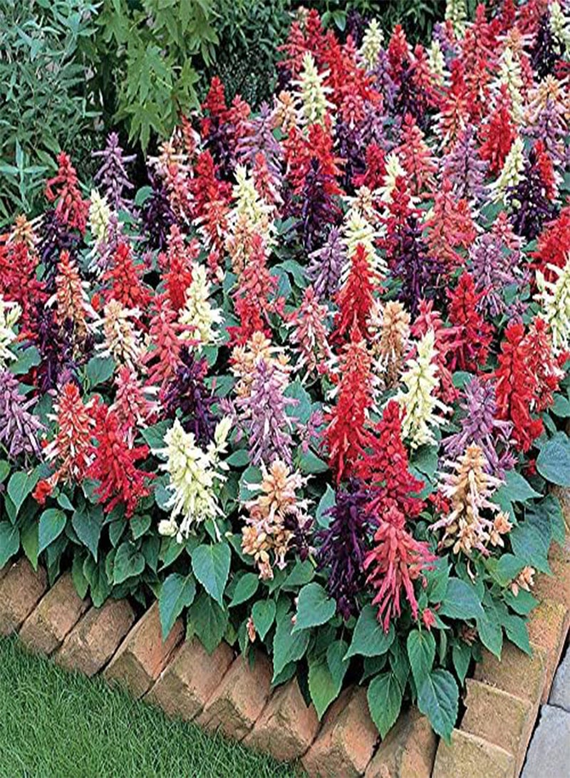 جي جوت نبات المريمية القرمزي البرتقالي ثنائي اللون - 15 بذرة - سالفيا سبليندنز - زهرة سنوية - Image 2