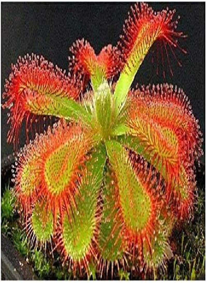 GGOOT Seeds 20 pcs Drosera Clip Venere jugging Seeds insectivori Garden Plant The Seeds of The Family Bonsai in vase semi  Indoor Perennial Jacket ciaippamosche red Seed  - Image 1
