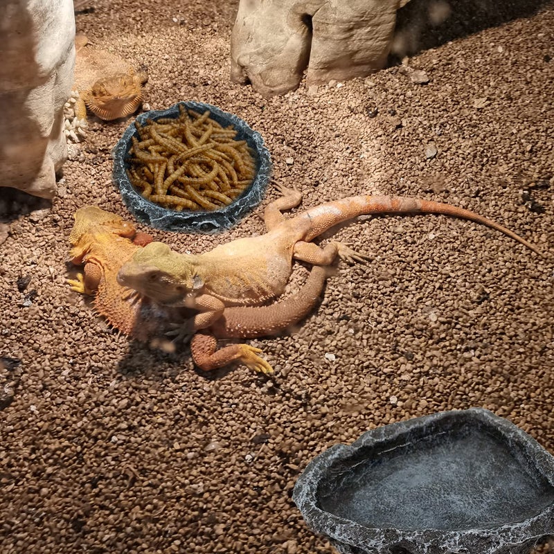 CATENESS 2 Pack Reptile Feeding Dish Corner Bowl, Reptile Water Dish Food Bowl Feeding Terrarium Bowls for Bearded Dragon Lizard Frog Gecko Tortoise Hermit Crab - Image 3