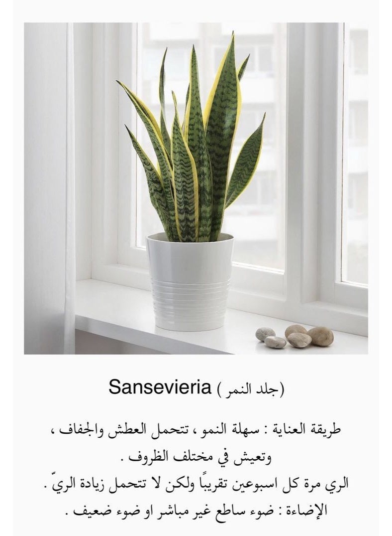نبات الثعبان، سانسيفيريا تريفاسياتا، نبات منقي للهواء الداخلي بأوراق صفراء الحواف، في أصيص - Image 5