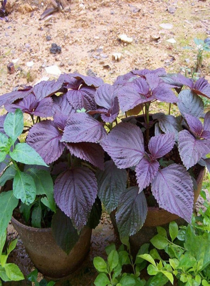 جي جوت بذور حديقة معمرة، بذور بيريلا - بيريلا ٥٠٠ غرام، كيس، بذور زهور للشرفة/الحديقة - Image 1