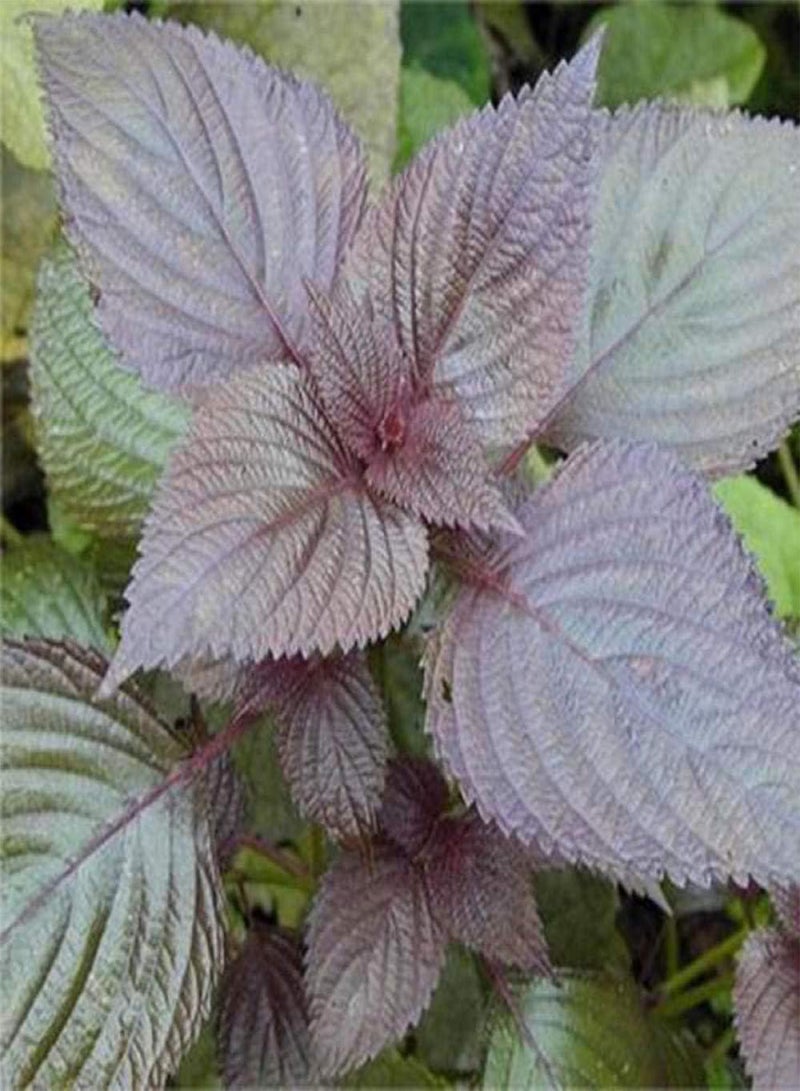 جي جوت بذور حديقة معمرة، بذور بيريلا - بيريلا ٥٠٠ غرام، كيس، بذور زهور للشرفة/الحديقة - Image 2