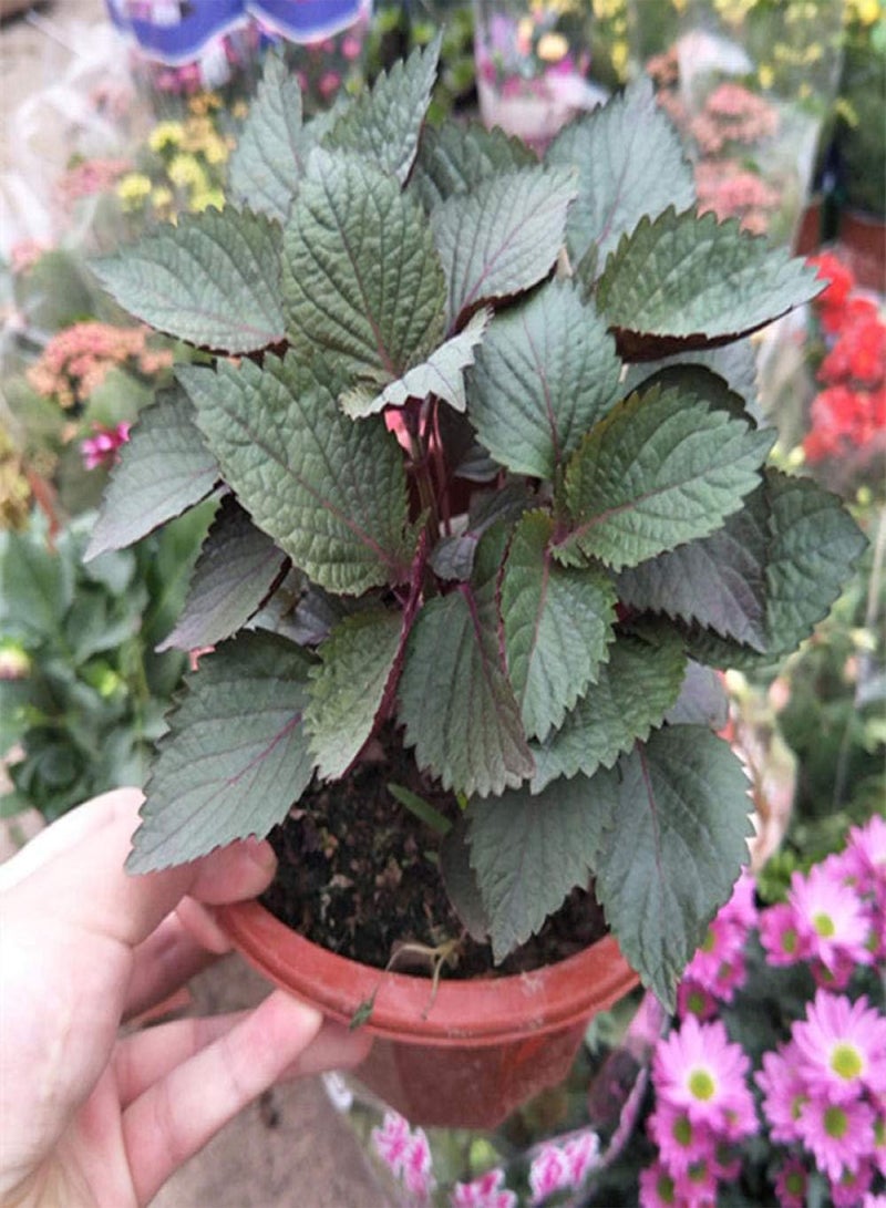 جي جوت بذور حديقة معمرة، بذور بيريلا - بيريلا ٥٠٠ غرام، كيس، بذور زهور للشرفة/الحديقة - Image 3