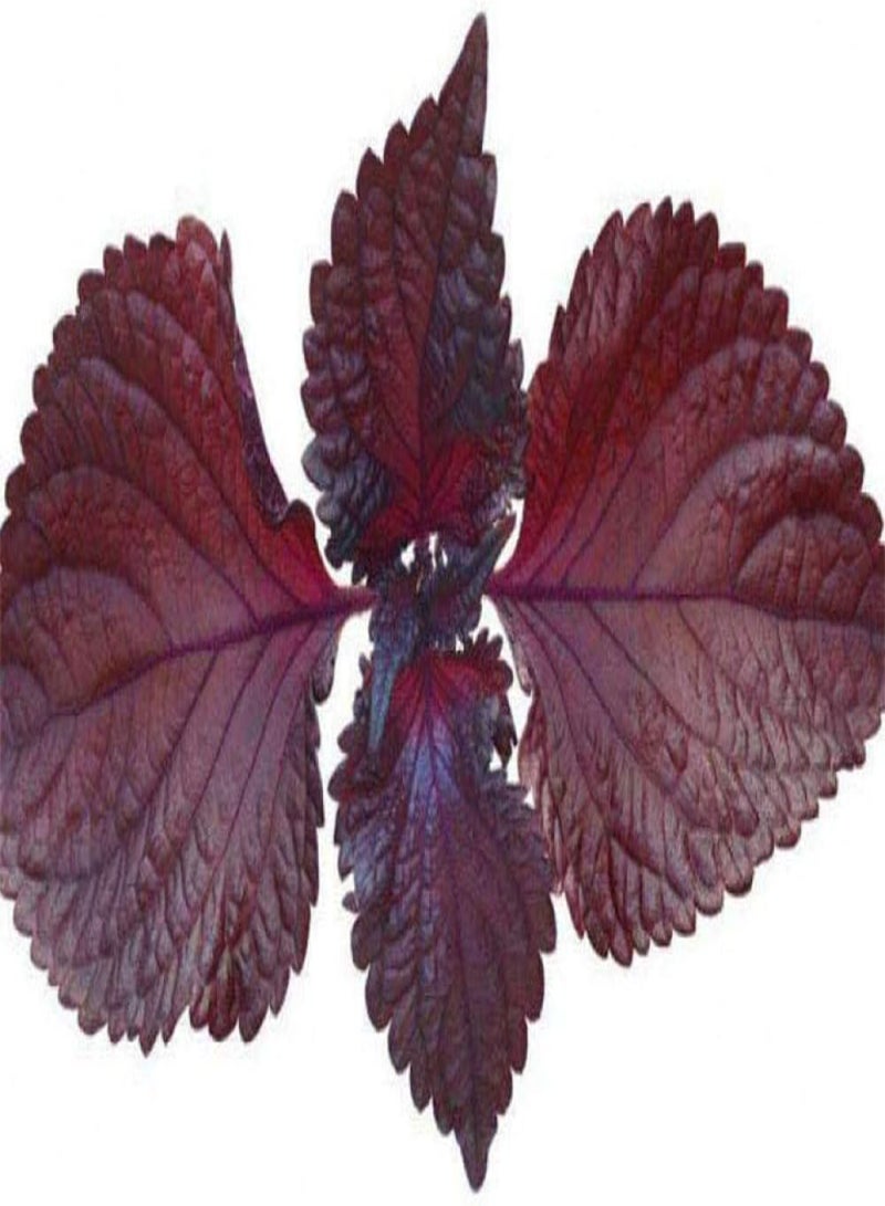 جي جوت بذور حديقة معمرة، بذور بيريلا - بيريلا ٥٠٠ غرام، كيس، بذور زهور للشرفة/الحديقة - Image 5