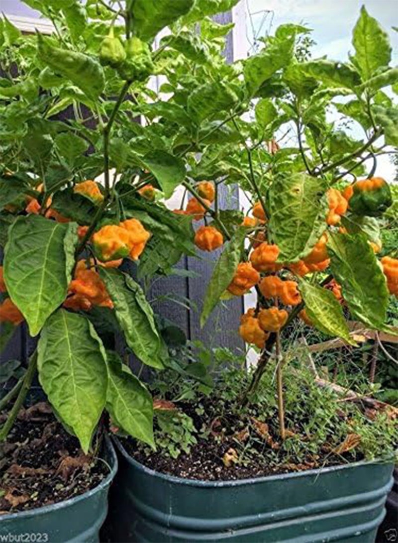 GGOOT JAMAICAN YELLOW SCOTCH BONNET ,,Heirloom  - 50-100 Seeds - Image 2