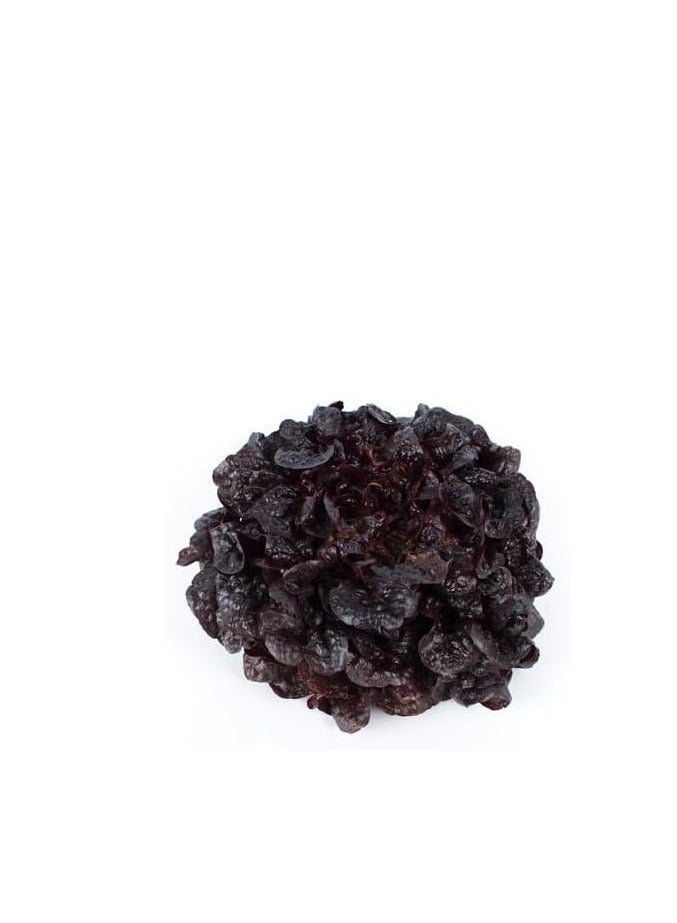 Red Oak Oak Lettuce Seeds, 1000 Seeds, for Hydroponics and Home Gardens - Image 2