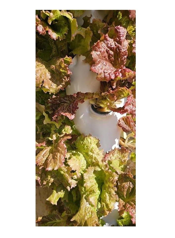 Red Oak Oak Lettuce Seeds, 1000 Seeds, for Hydroponics and Home Gardens - Image 3