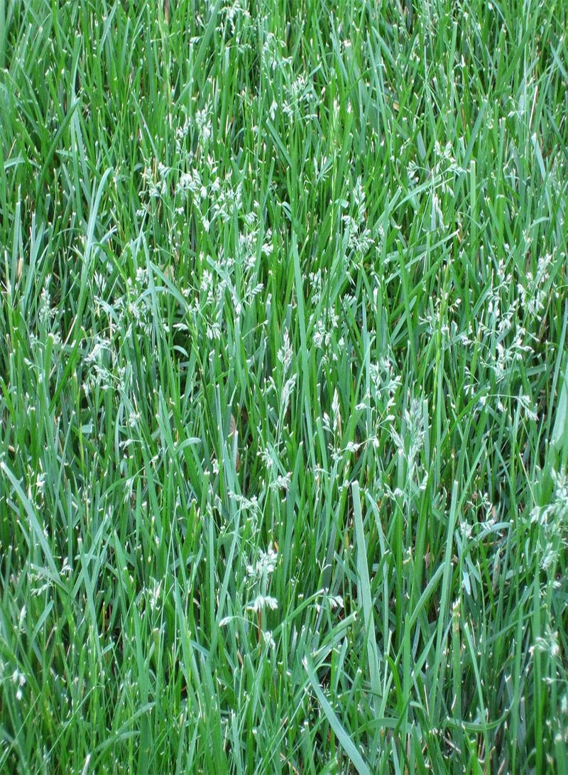 GGOOT 500g Seeds of Tall Fescue Grass Seed Lawn
